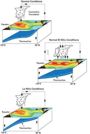 Développement des conditions de surface océanique et de convection pendant El Niño